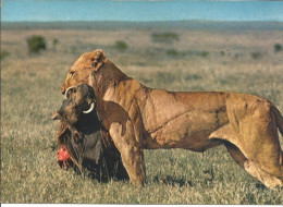 Afrique Du Sud. 1968. - Lions