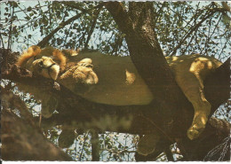 Afrique Du Sud. 1968. - Lions