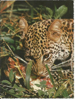 Kenya. Leopard. 1968. - Leoni