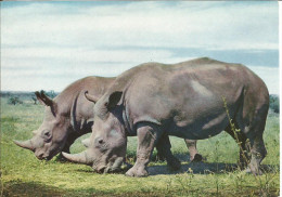 Kenya.1968. - Rhinoceros