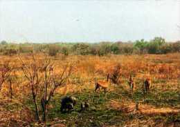 Republique  Centrafricaine La Savane De La Gonda - Centraal-Afrikaanse Republiek