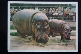 USSR Old Postcard  - Hippo   - 1963 - Hippopotamuses