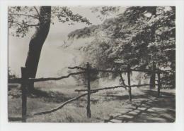 Delcampe - Rügen-Steilküste Bei Stubbenkammer - Rügen