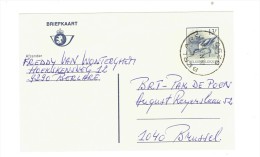 CP N°196 Kluut - Avocette - Belle Oblitération Berlare Le 09-11-87 - Berlare