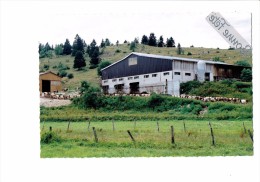 25 - Doubs Mouthe - L´ Heure De La Traite - Vaches - Ferme -  2003 - - Mouthe