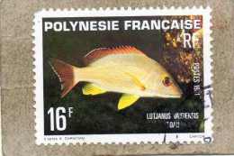 POLYNESIE Fse : Poissons : Vivaneau à Queue Noire (Lutjanus Vlamingi)  - Faune Marine - Gebruikt