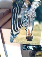 ZEBRA  ZEBRE N1975 ET16893 - Zebra's
