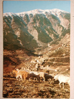 Brantes Et Le Mont Ventoux, Goat Ziege Chèvre - Malaucene