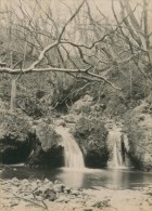 Glen Easington Dene River Trees Durham Old Photo 1890 - Antiche (ante 1900)