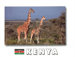 (123) Kenya Girafes - Giraffen