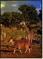 Schwarznasenimpala Und Giraffe  -  Ansichtskarte Ca. 1980   (4427) - Giraffen