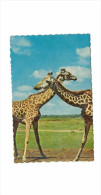 Thème - Animaux - Girafe - Afrique De L'Est - Giraffen