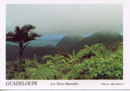 Guadeloupe : Montagnes De La Basse Terre -  Les Deux Mamelles (alexis Boisdebout Photographe) - Basse Terre