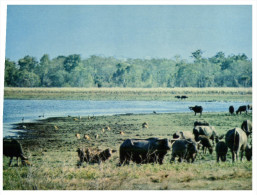 (85) Australia - NT - Wild Buffalo And Kangaroo Near Darwin - Darwin