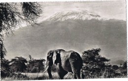 Cpsm ELEPHANT UNDER  Mt  Kilimanjaro - Tanzanie