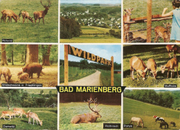 Bad Marienberg - Mehrbildkarte 2   Wildpark - Bad Marienberg