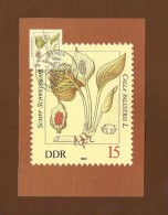 DDR 1982  Mi.Nr. 2692 , Sumpf-Schweinsohr - Giftpflanzen - Maximumkarte - 06.04.1982 - Piante Velenose