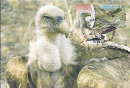 ISRAEL (2009) - Carte Maximum Card - ATM AMIEL - Gyps Fulvus / Griffon Vulture / Vautour Fauve - Bird, Oiseau - Maximum Cards