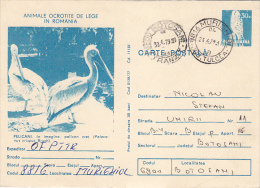 17733- BIRDS, PELICANS, KESTREL, POSTCARD STATIONERY, 1979, ROMANIA - Pelícanos