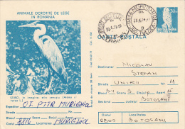 17734- BIRDS, GREY HERON, KESTREL, POSTCARD STATIONERY, 1979, ROMANIA - Pélicans