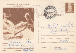 17735- BIRDS, PELICANS, KESTREL, POSTCARD STATIONERY, 1978, ROMANIA - Pelikanen