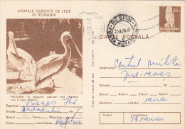 17735- BIRDS, PELICANS, KESTREL, POSTCARD STATIONERY, 1978, ROMANIA - Pelicans