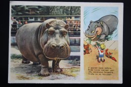 USSR Old Postcard  - Hippo   - Pioneer - 1955 - Hippopotames