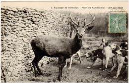 Equipages De Bonnelles - Forêt De Rambouillet - Cerf Aux Abois - Chasse