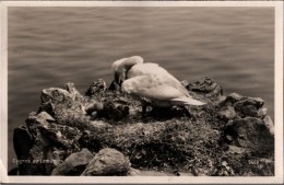 ! 1930 Cygnes Du Leman, Schwäne, Swans, Montreux, Schweiz, Suisse - Montreux