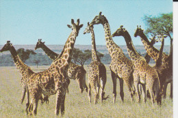 CPSM GIRAFES SAUVAGES DU KENYA PHOTO SASSI - Giraffe