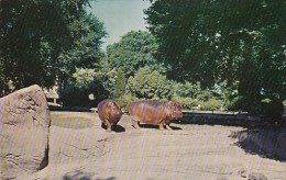 Hippopotamuses Zoological Park Detroit Michigan 1960 - Hippopotamuses