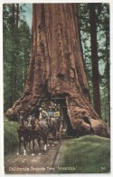 California Sequoia Tree Wawona - Yosemite