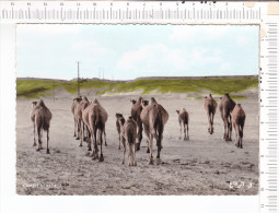 BAHRAIN -     CAMELS At  RAFA - Saudi Arabia