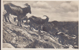 Germany Deutsches Reich PPC Carl Hagenbecks Tierpark Altona-Stellingen Mähnenschafe HILDESHEIM 1932 Echte Real Photo 2 S - Altona