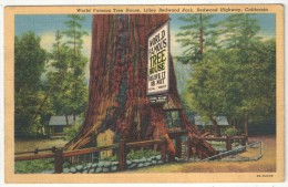 World Famous Tree House, Lilley Redwood Park, Redwood Highway, California - Trees