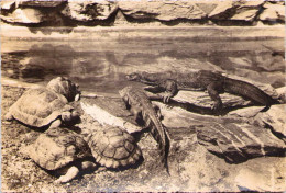 Iguanes Et Tortues - Turtles