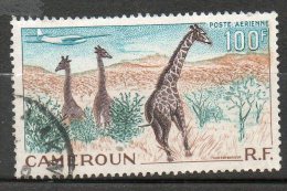 CAMEROUNE  PAérienne  Girafes 1955  N° 47 - Poste Aérienne