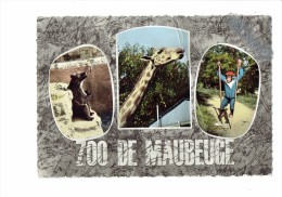 59 - Zoo De Maubeuge- Ours Girafe Singe Chimpanzé Sur échasses - échassier - - Giraffen