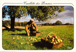 Delcampe - Cueillette Des Pommes - Bauern