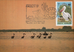 18611- BIRDS, PELICANS, MAXIMUM CARD, 1987, ROMANIA - Pelicans