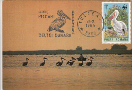 18612- BIRDS, PELICANS, MAXIMUM CARD, 1985, ROMANIA - Pelícanos