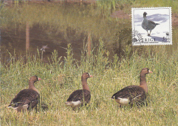 18619- BIRDS, LESSER WHITE FRONTED GOOSE, MAXIMUM CARD, OBLIT FDC, 1994, SWEDEN - Gänsevögel