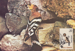 18633- BIRDS, HOOPOE, MAXIMUM CARD, 1994, ROMANIA - Climbing Birds