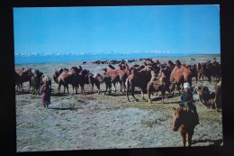 Mongolia.  Camel Boy Riding Horse - Old Postcard 1970s - Mongolie