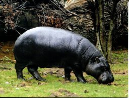 Pygmy Hippopotamus - Flusspferde