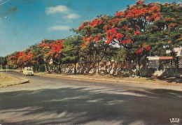 19143- LUBUMBASHI- FLAME TREES IN FLOWER, STREET VIEW, CAR - Lubumbashi