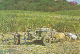 19151- SUGAR CANE PLANTATION, CUTTERS, OX CART - Dominicaine (République)