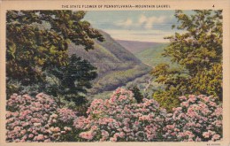 The State Flower Of Pennsylvania Harrisburg Pennsylvania 1937 - Harrisburg