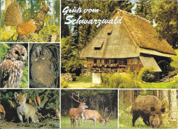 Der Südliche Schwarzwald Und Seine Heimische Tierwelt - Hochschwarzwald