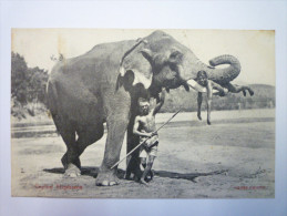 SRI-LANKA / CEYLON  :  Ceylon  ELEPHANTS  -  TB Plan      1907 - Sri Lanka (Ceylon)